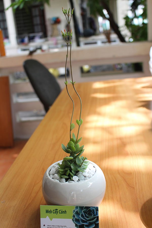 Sen Đá Cánh Bướm Xanh 2