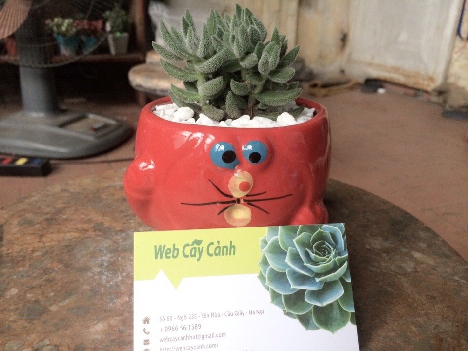 Sen đá Mặt Nạ Lông 3