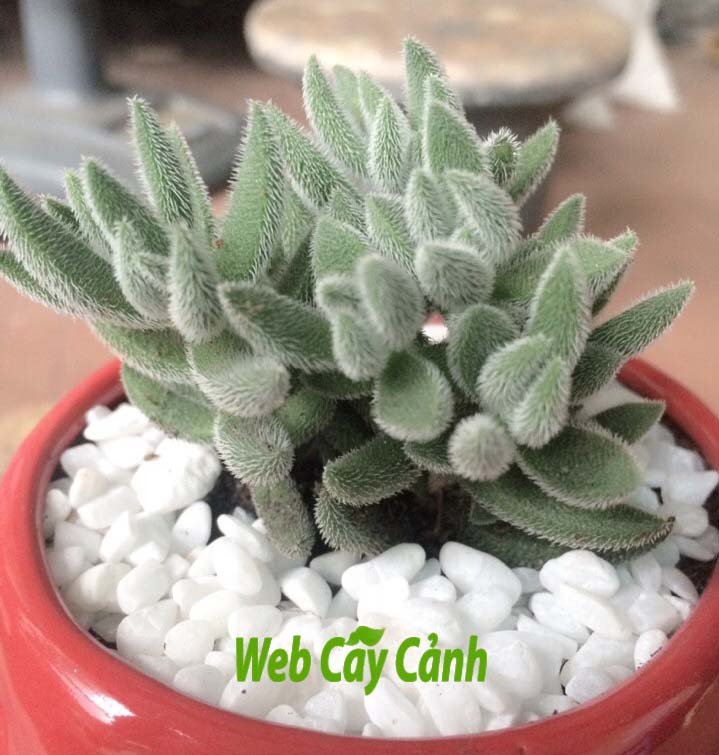 Sen đá Mặt Nạ Lông 2