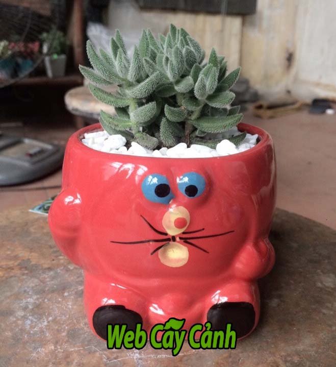 Sen đá Mặt Nạ Lông