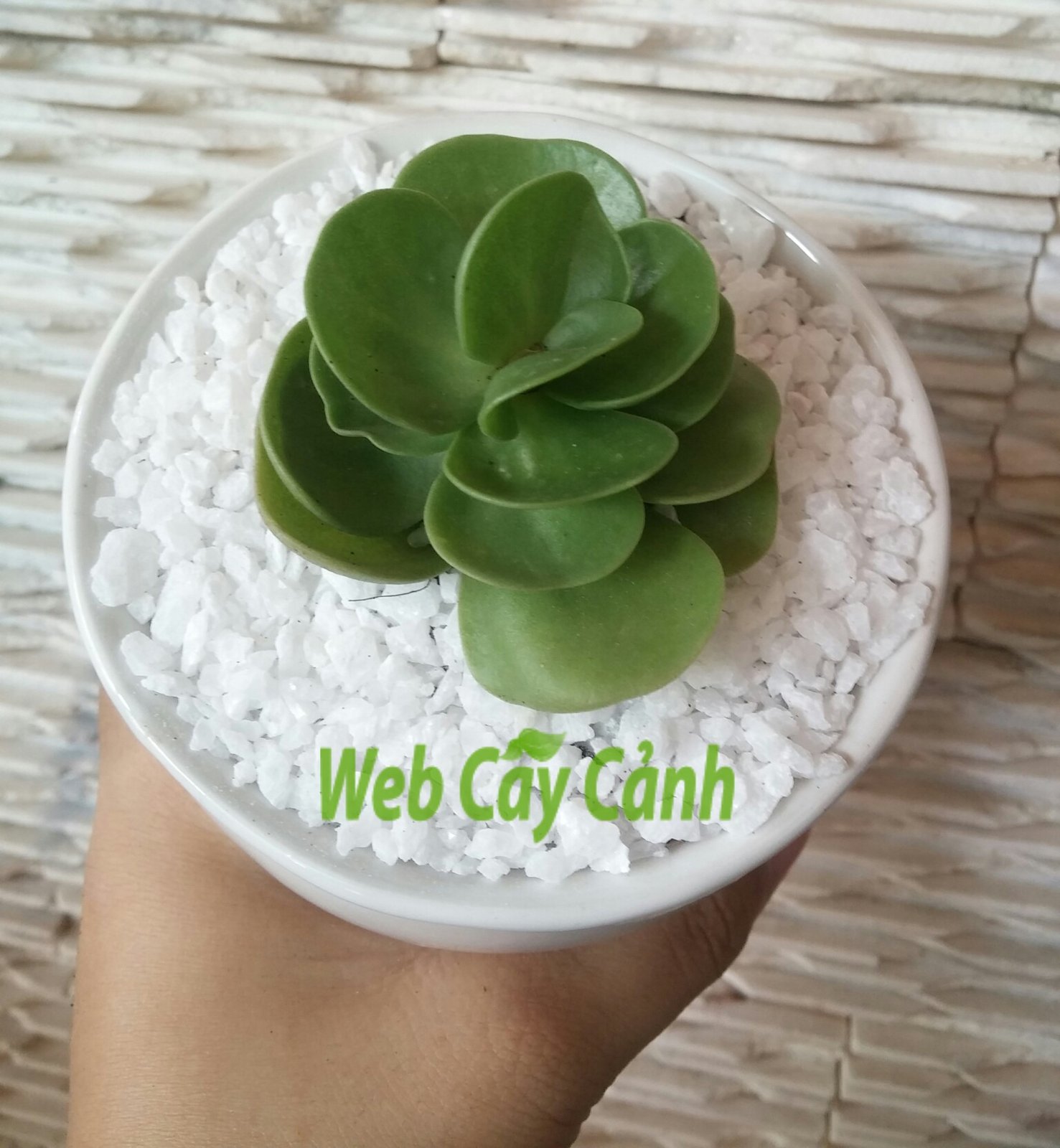 Sen Đá Lục Bình