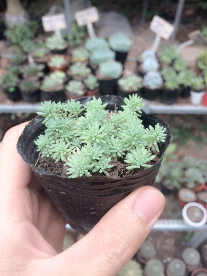 Sen Đá Sedum Cơm 3