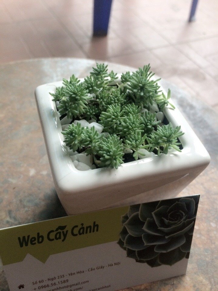Sen Đá Sedum Cơm 2