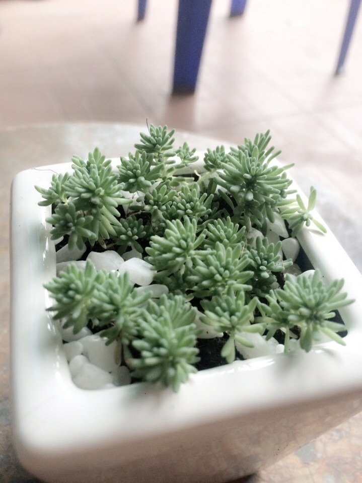 Sen Đá Sedum Cơm