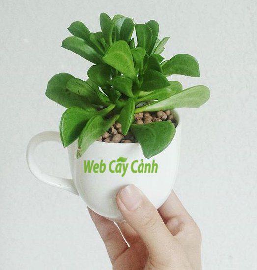 Sen Đá Đậu Hà Lan 3