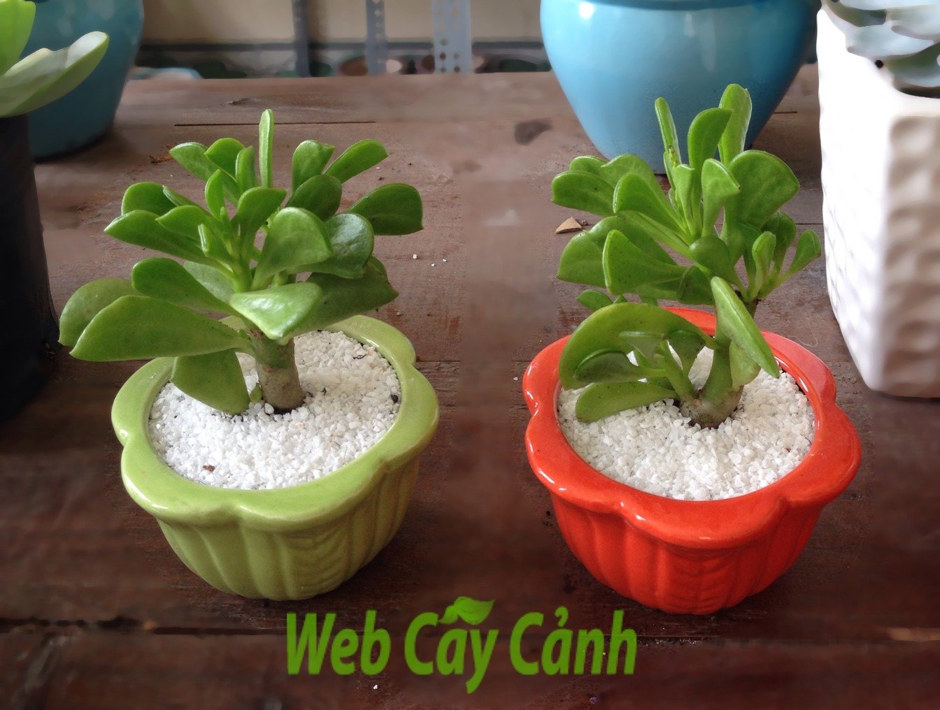 Sen Đá Đậu Hà Lan 2