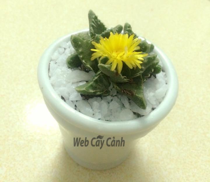 Sen Đá Hàm Cá Sấu