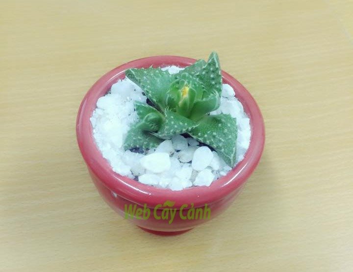 Sen Đá Hàm Cá Sấu 3