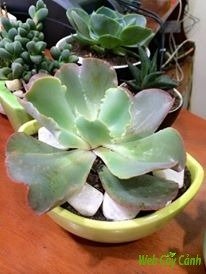 Sen Đá Bắp Cải 2