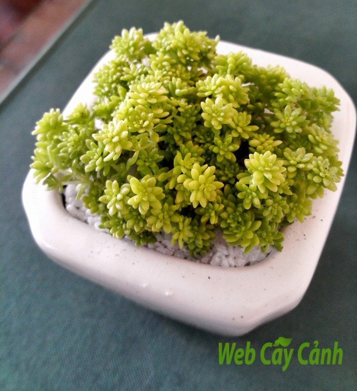 Sedum Dạ Quang 3