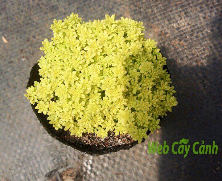 Sedum Dạ Quang