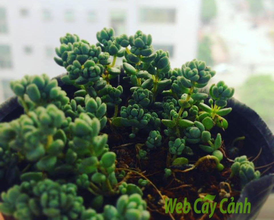 Sedum Hoa Hồng 3