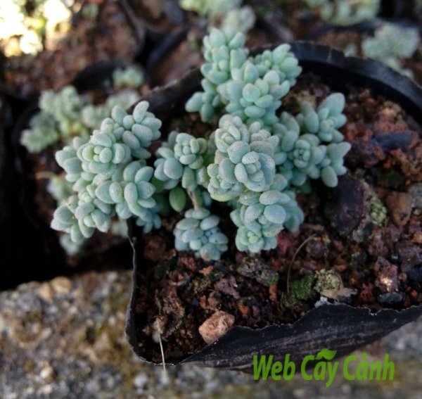 Sedum Hoa Hồng 2