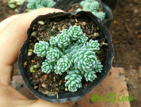 Sedum Hoa Hồng