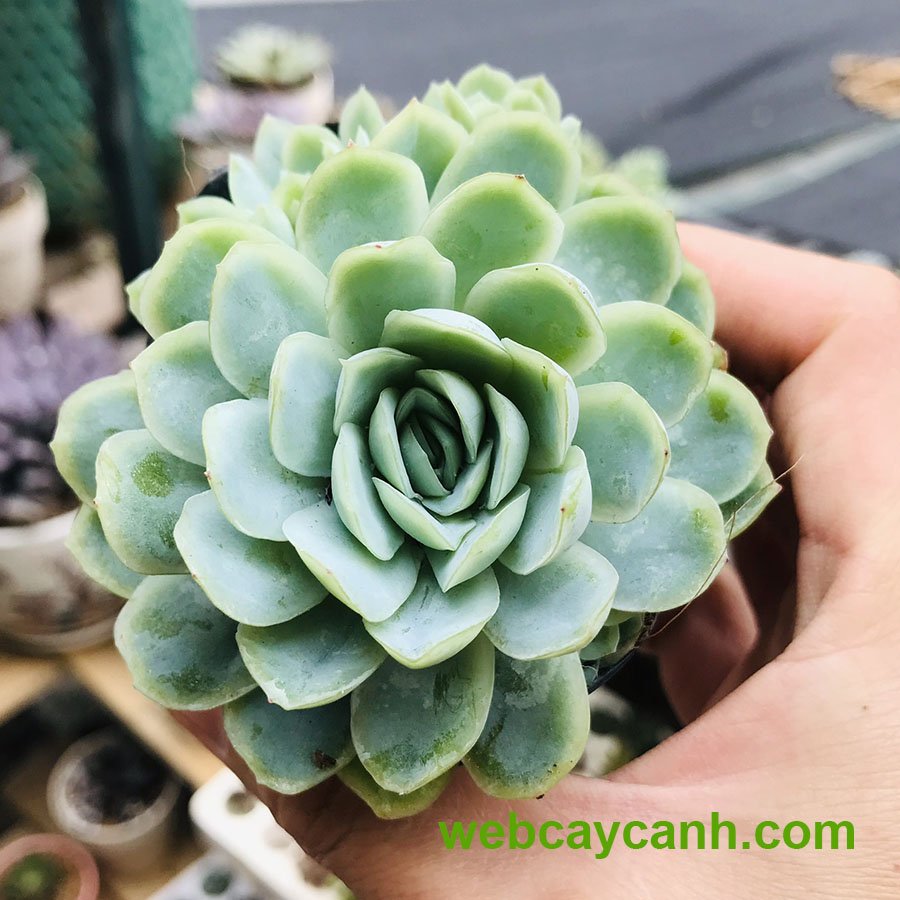 Sen Đá Hải Ly 2
