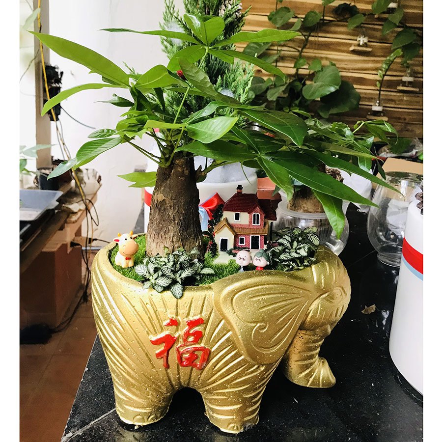 Chậu con voi vàng