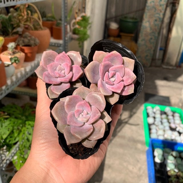 Sen Đá Hồng Mập 2