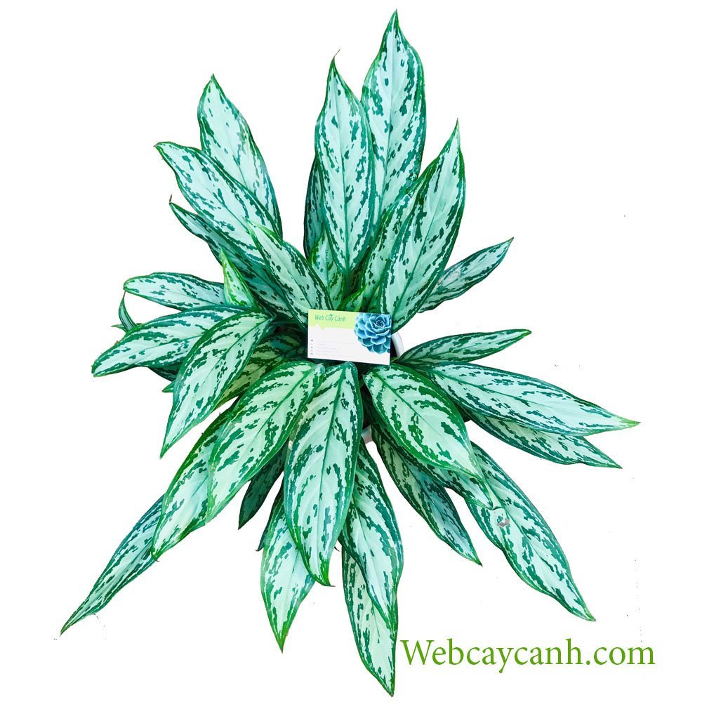 Cây Ngân Hậu 2