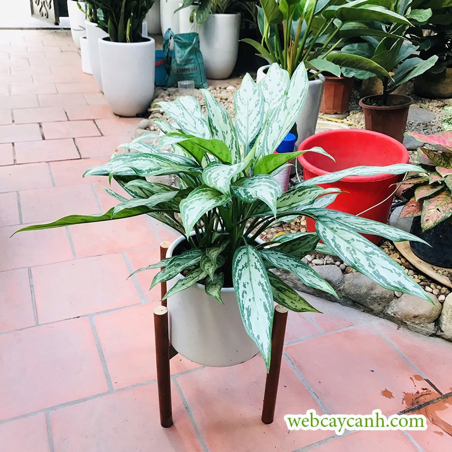 Cây Ngân Hậu 3