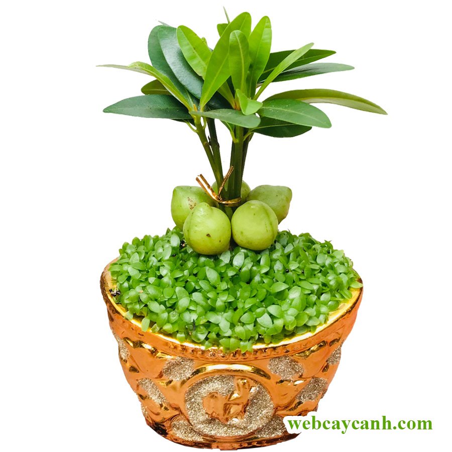 Cây May Mắn Tài Lộc
