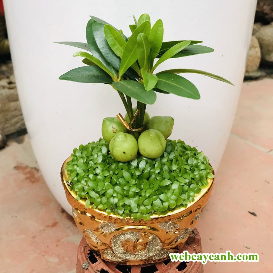 Cây May Mắn Tài Lộc 2