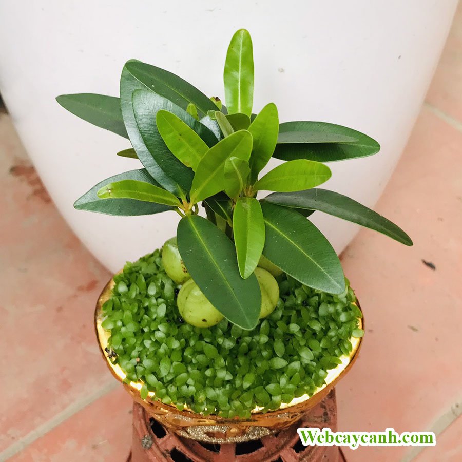 Cây May Mắn Tài Lộc 3