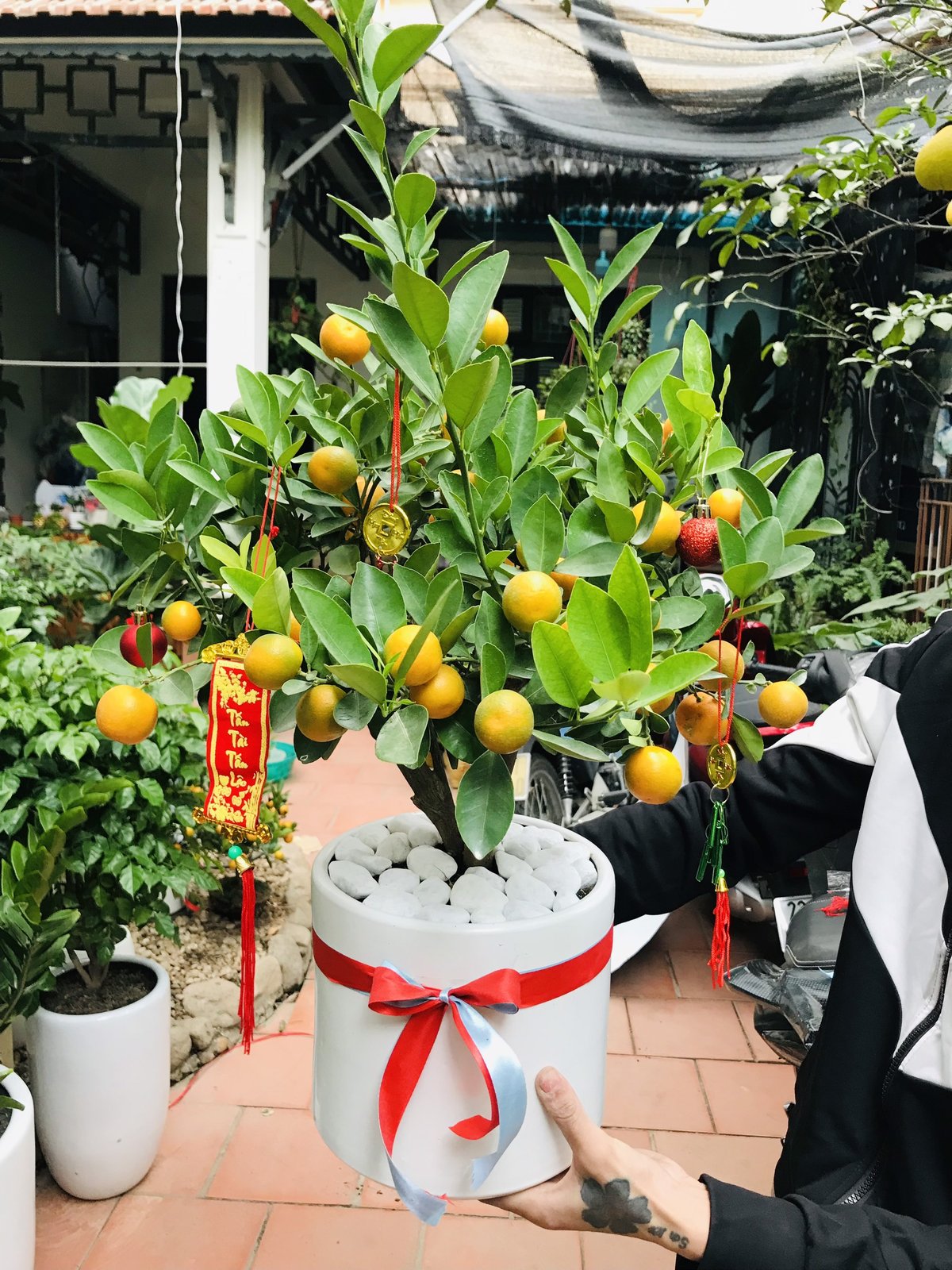 Cây Quất Cảnh nhỏ 2
