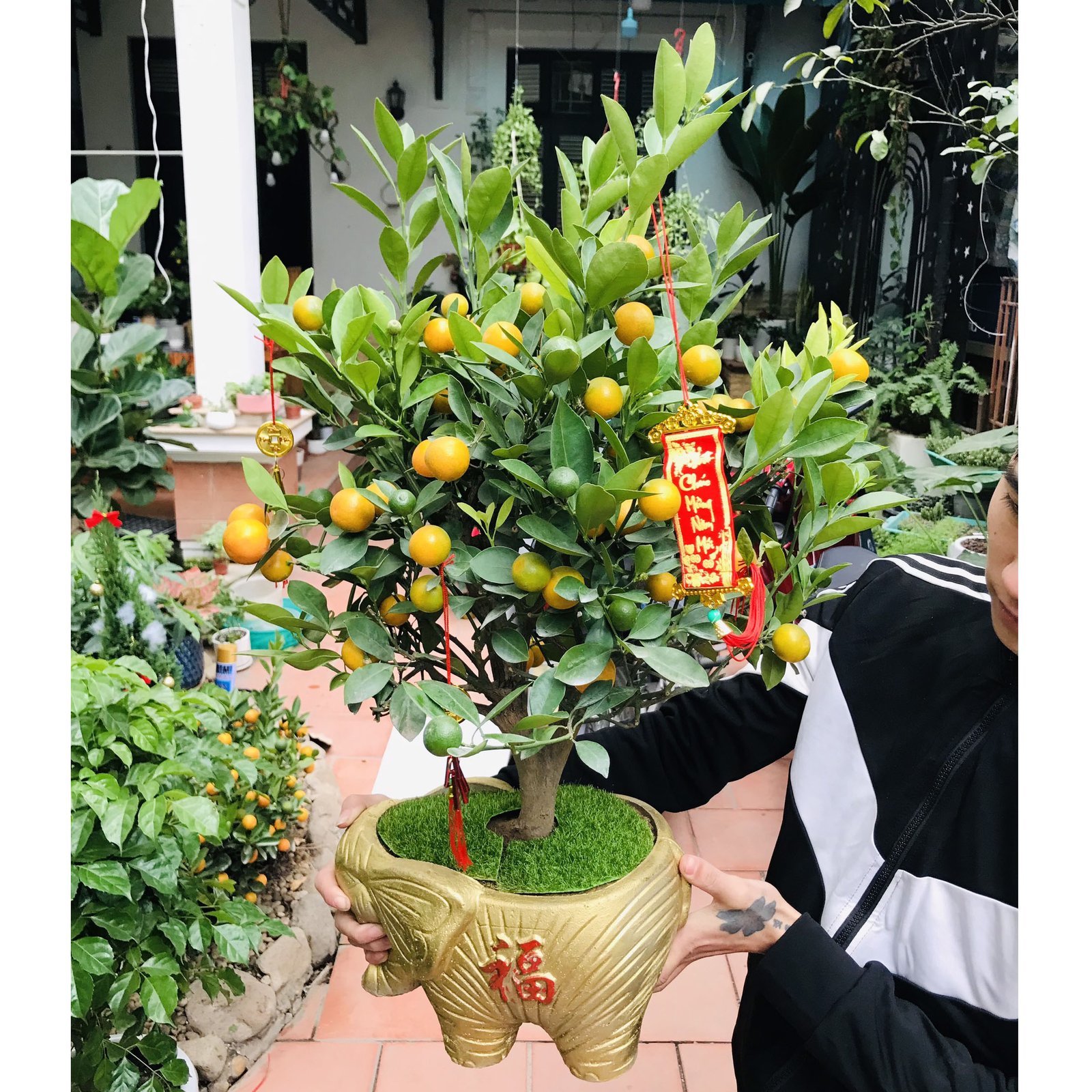 Cây Quất Cảnh nhỏ 3