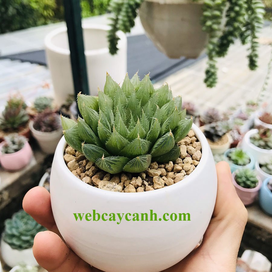 Sen Đá Ngọc Lá Dài 3