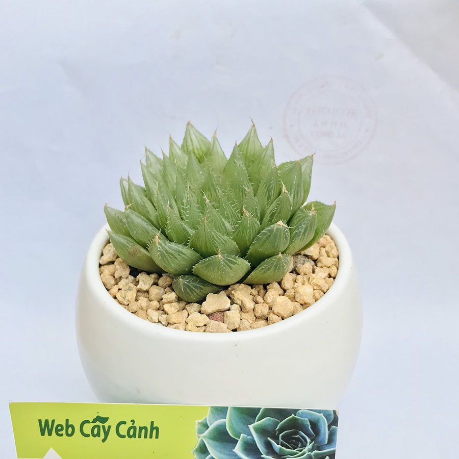 Sen Đá Ngọc Lá Dài 2