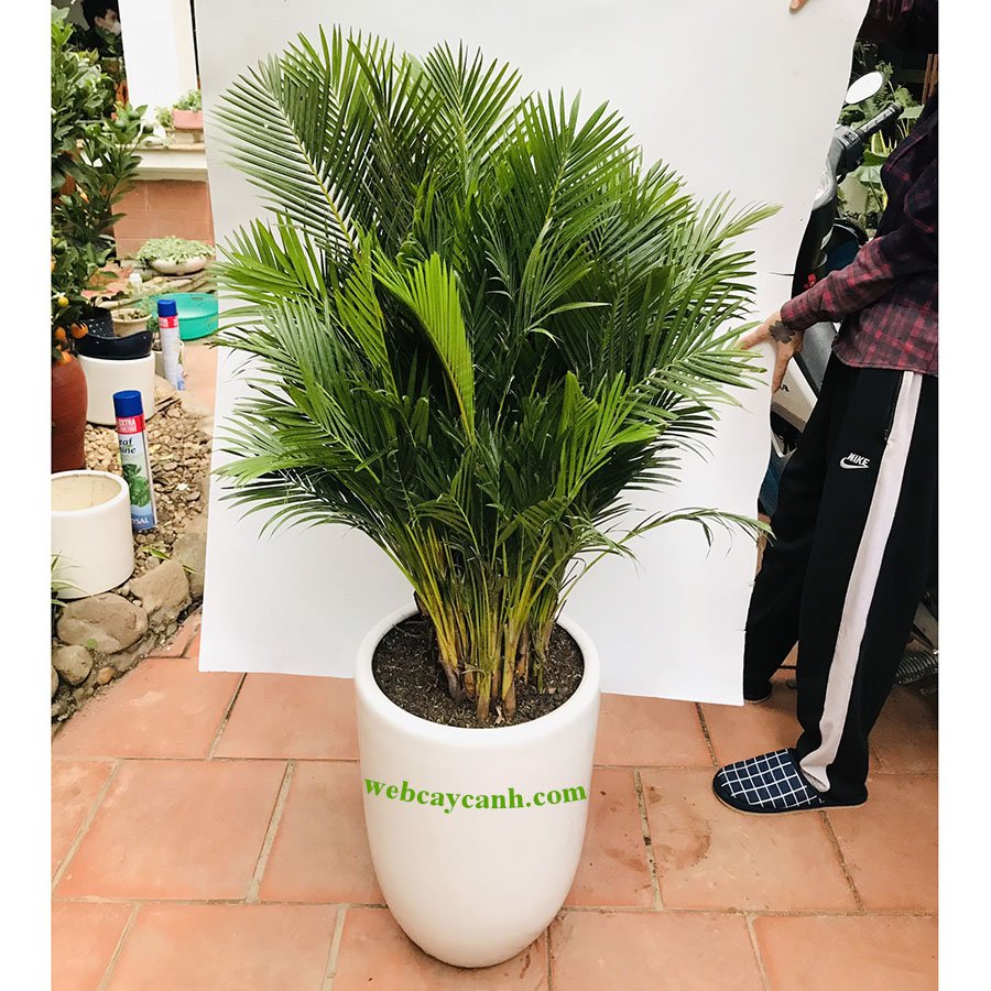 Cây Cau Lụa Vàng 2