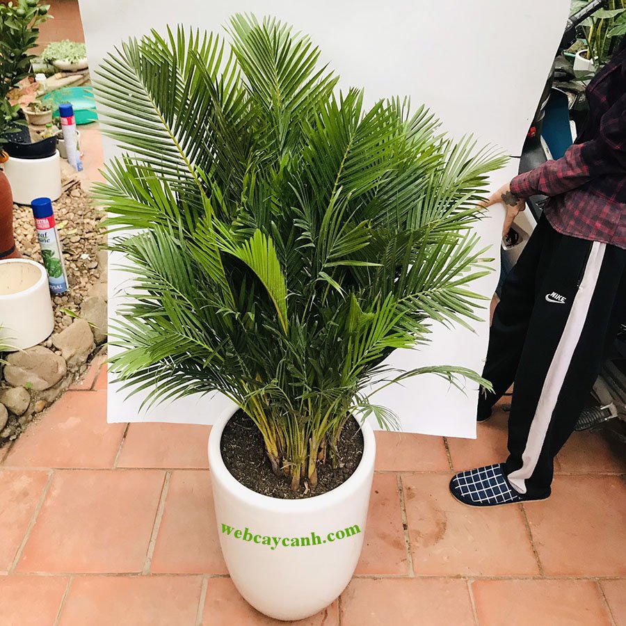 Cây Cau Lụa Vàng