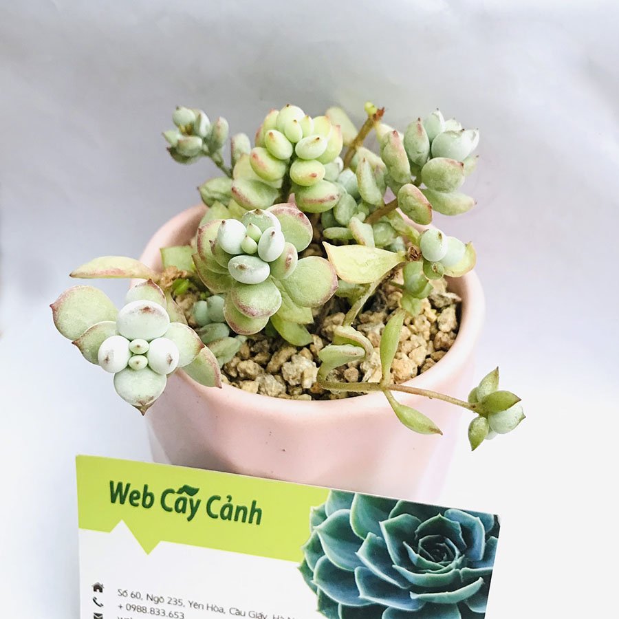 Sen Đá Hạt Lựu 2