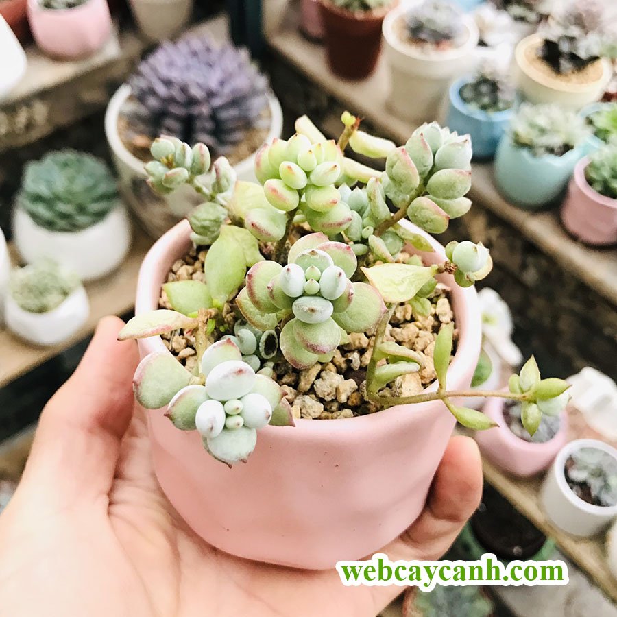 Sen Đá Hạt Lựu 3