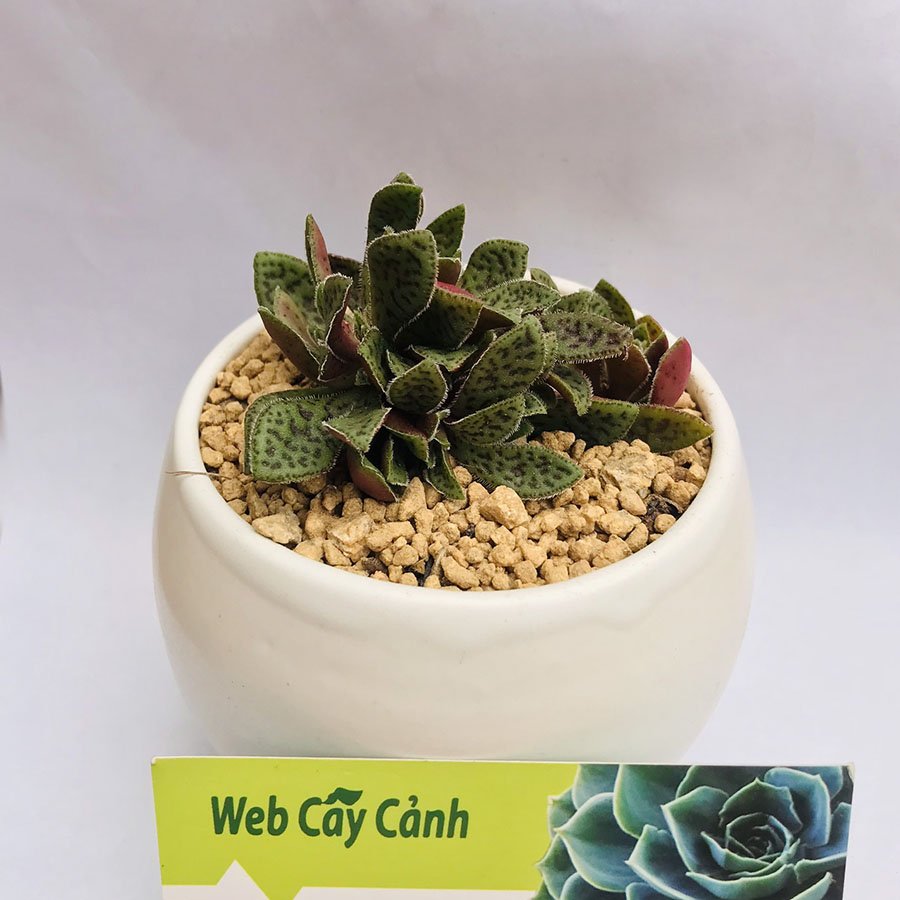 Sen Đá Cỏ Tím 2