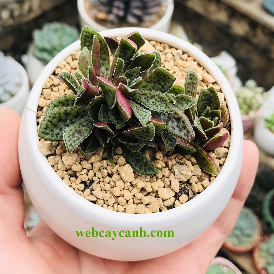 Sen Đá Cỏ Tím 3