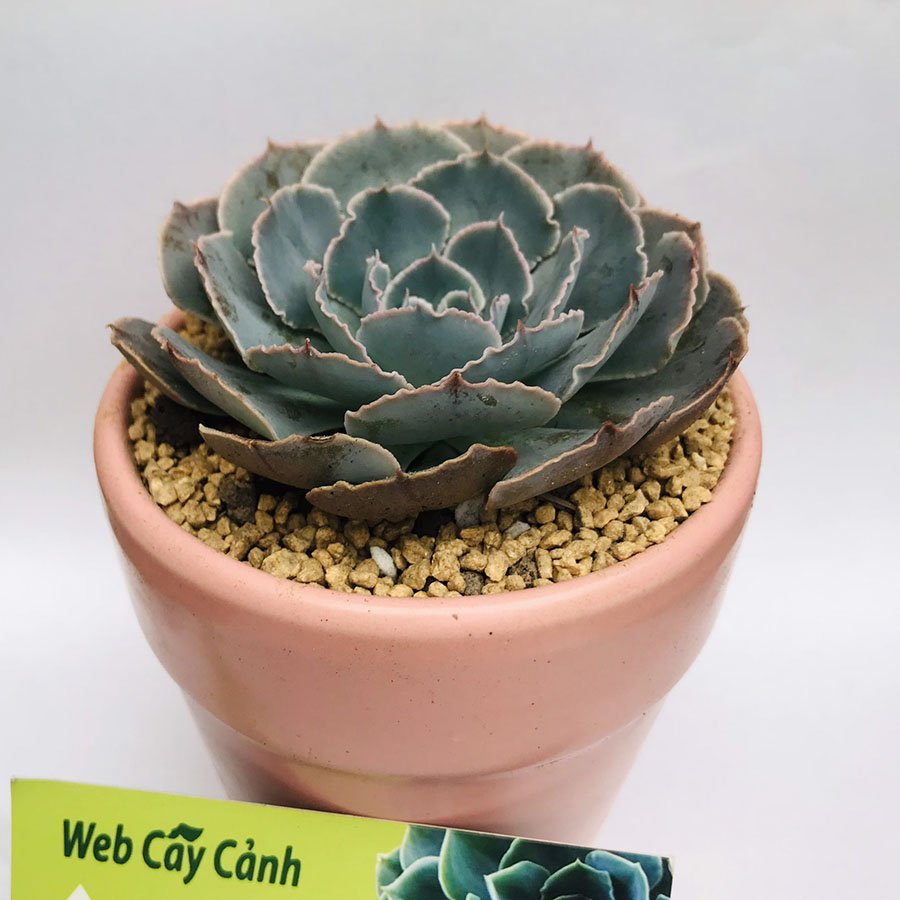 Sen Đá Bắp Cải Tím 3