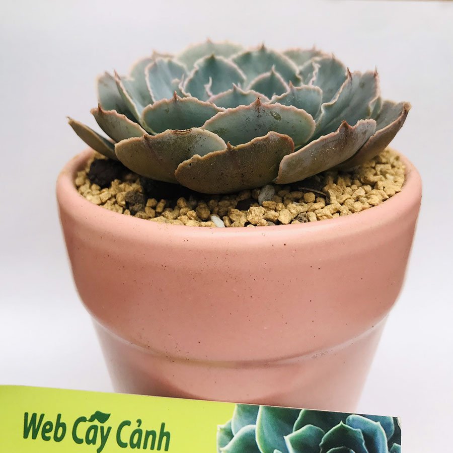 Sen Đá Bắp Cải Tím