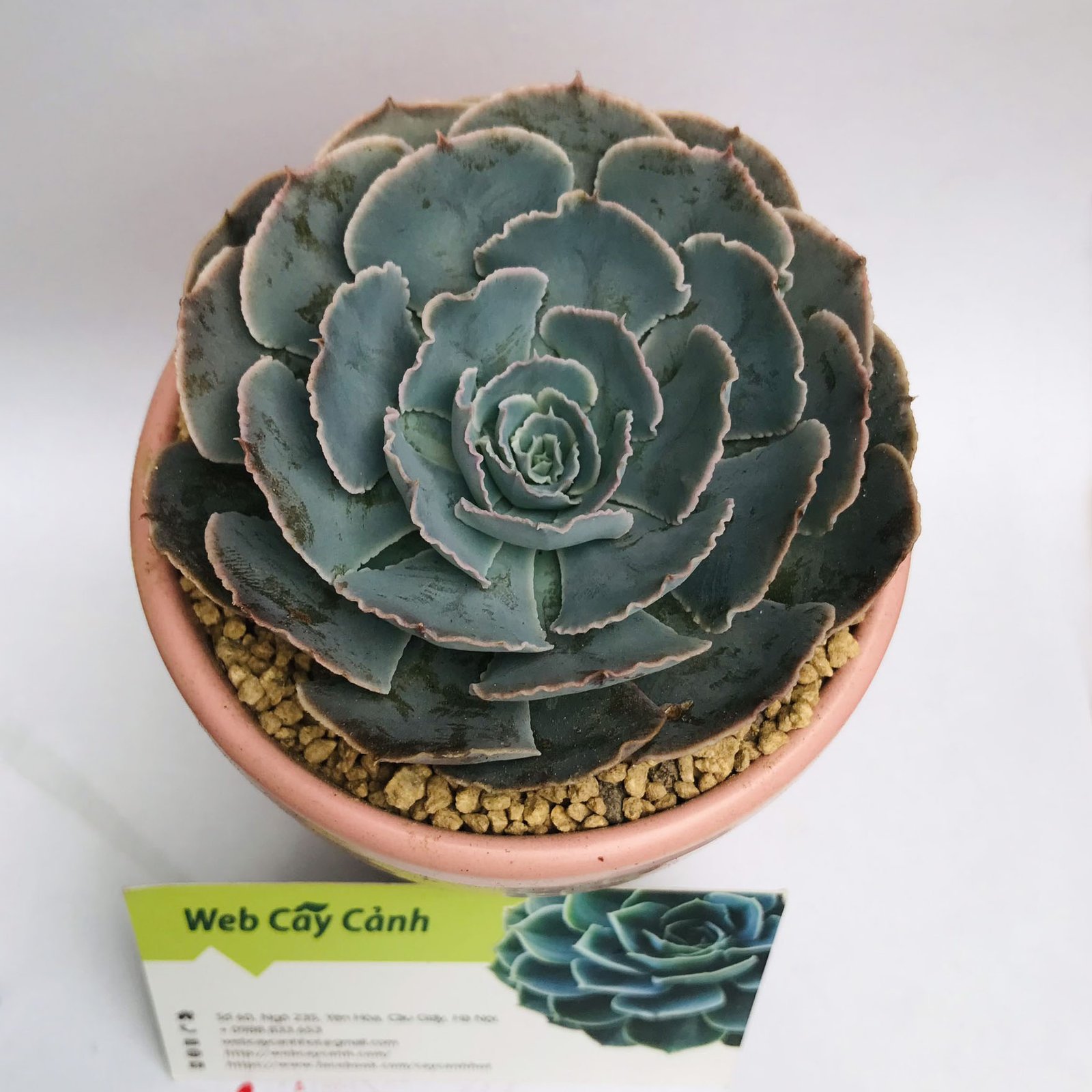 Sen Đá Bắp Cải Tím 2