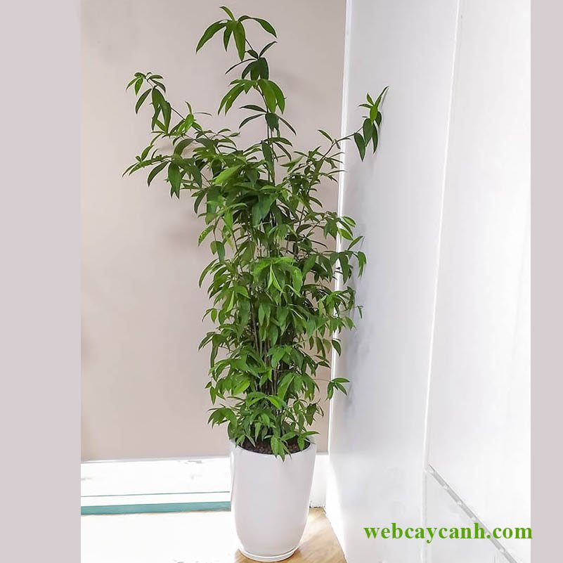 Cây Trúc Nhật