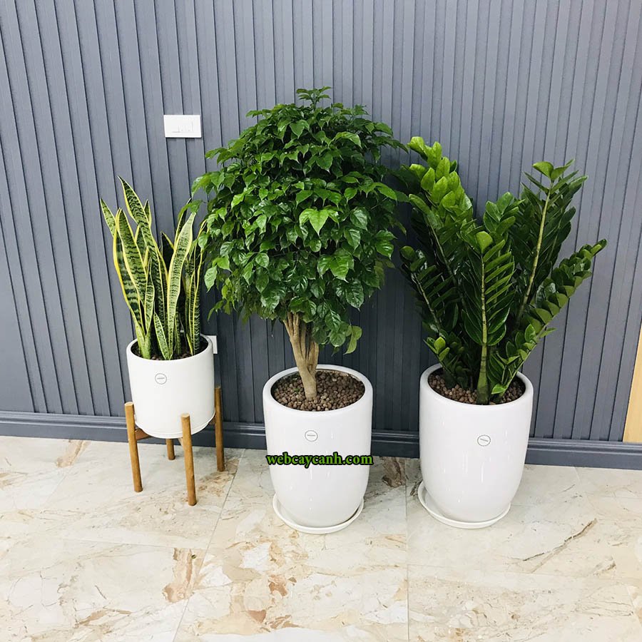 Cây Hạnh Phúc Cao 1m3 2