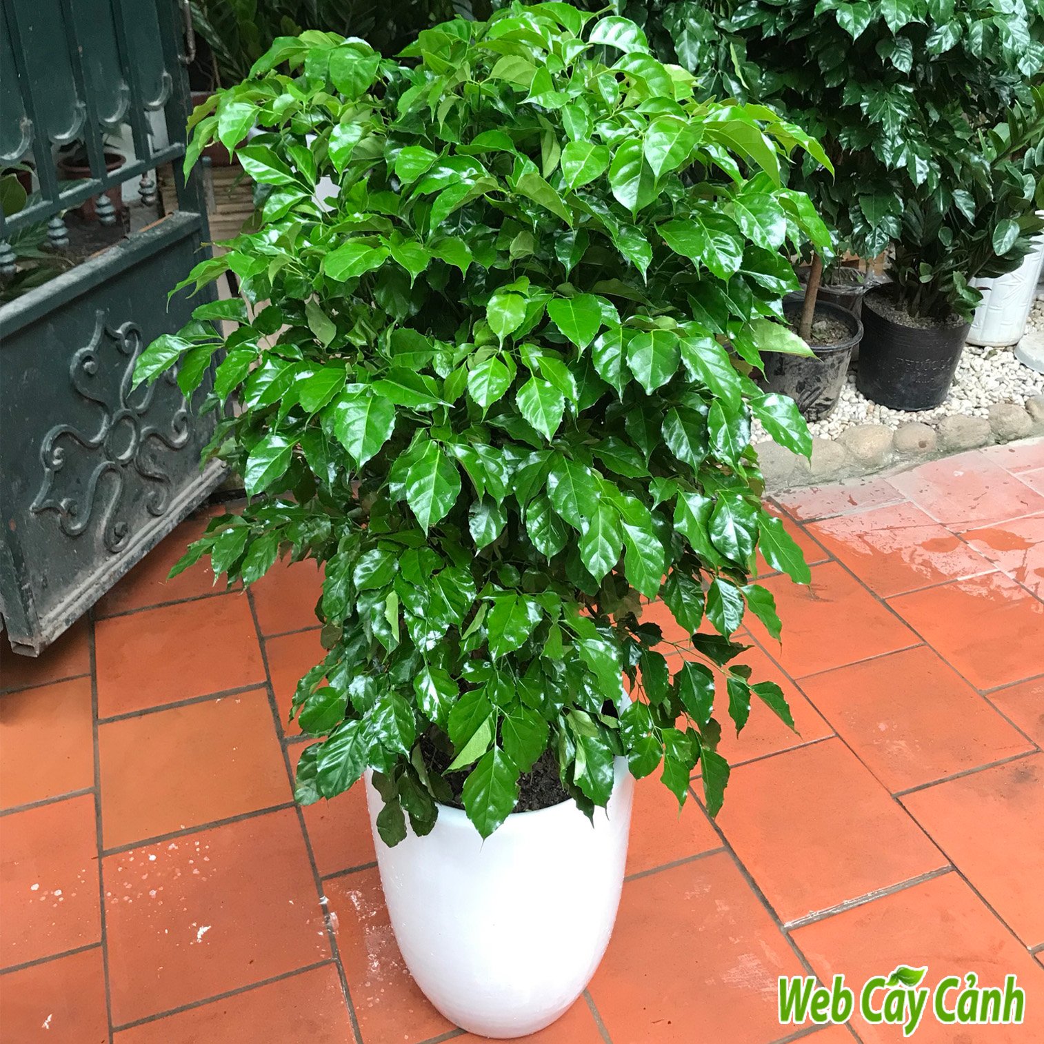 Cây Hạnh Phúc Cao 1m3 3