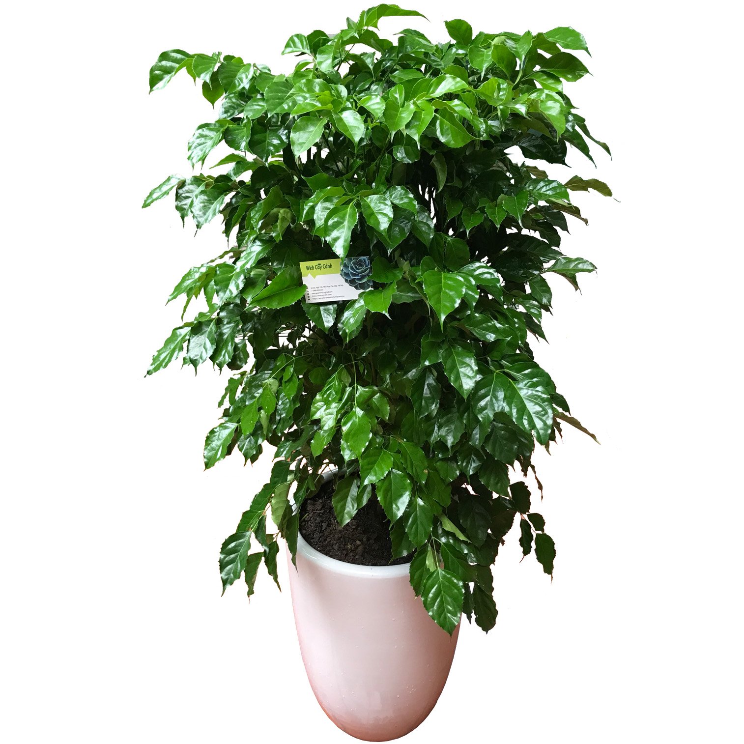 Cây Hạnh Phúc Cao 1m3