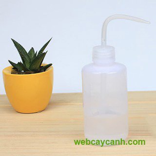 Bình tưới cây sen đá