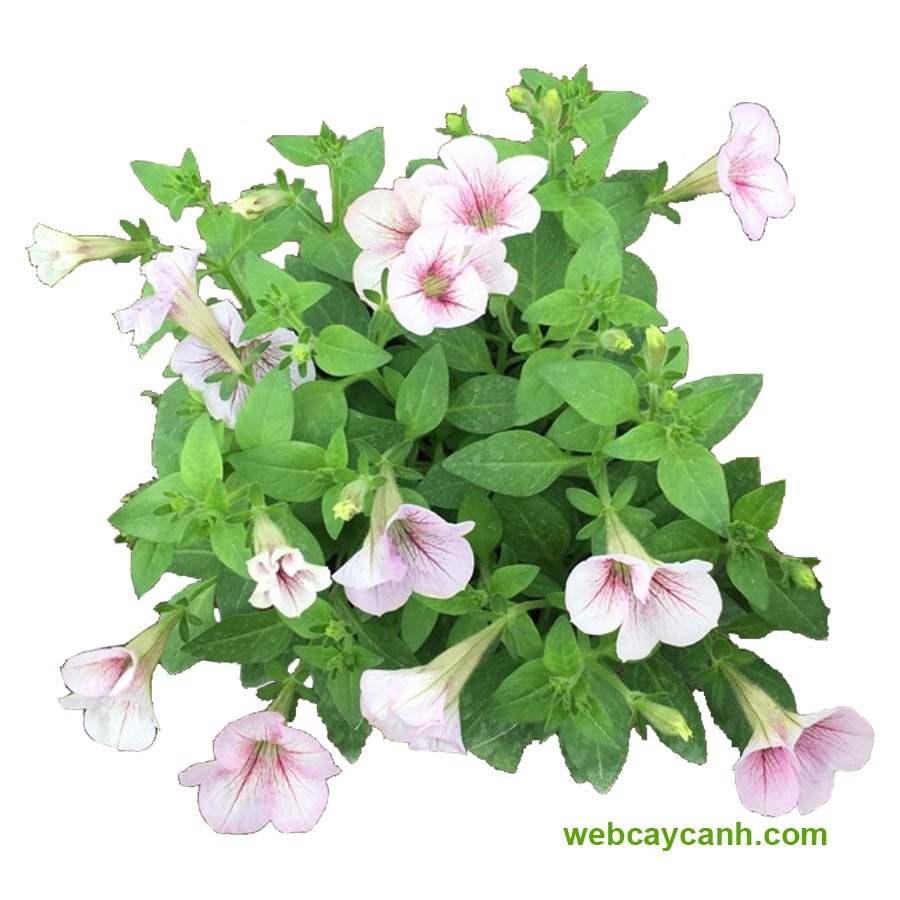 Hoa Dạ Yến Thảo 2