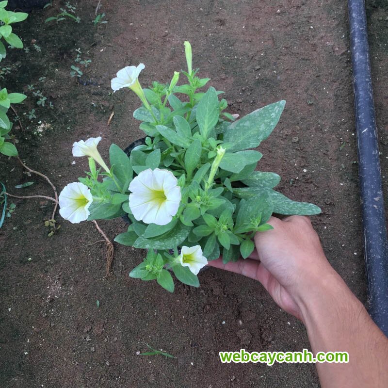 Hoa Dạ Yến Thảo 3