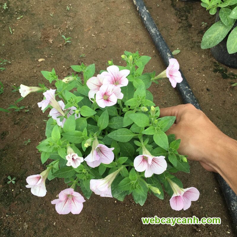 Hoa Dạ Yến Thảo