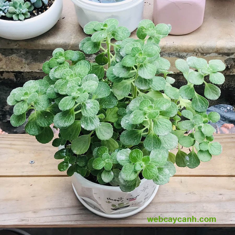 Cây Nhất Mạt Hương 2
