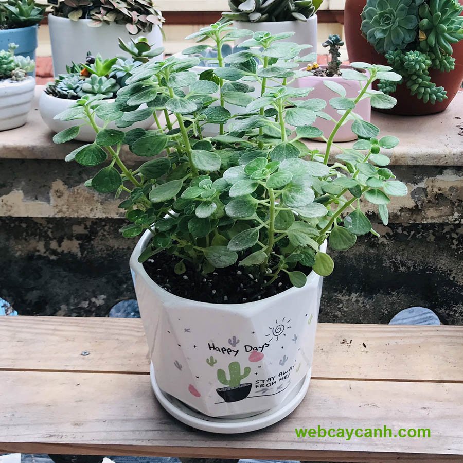 Cây Nhất Mạt Hương 3