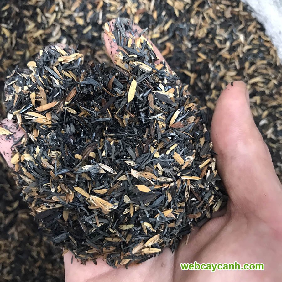 Trấu Hun Lẫn Nguyên Cánh